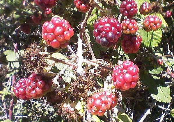 Berries growing along the Belgum Trail in Wildcat Canyon Regional Park